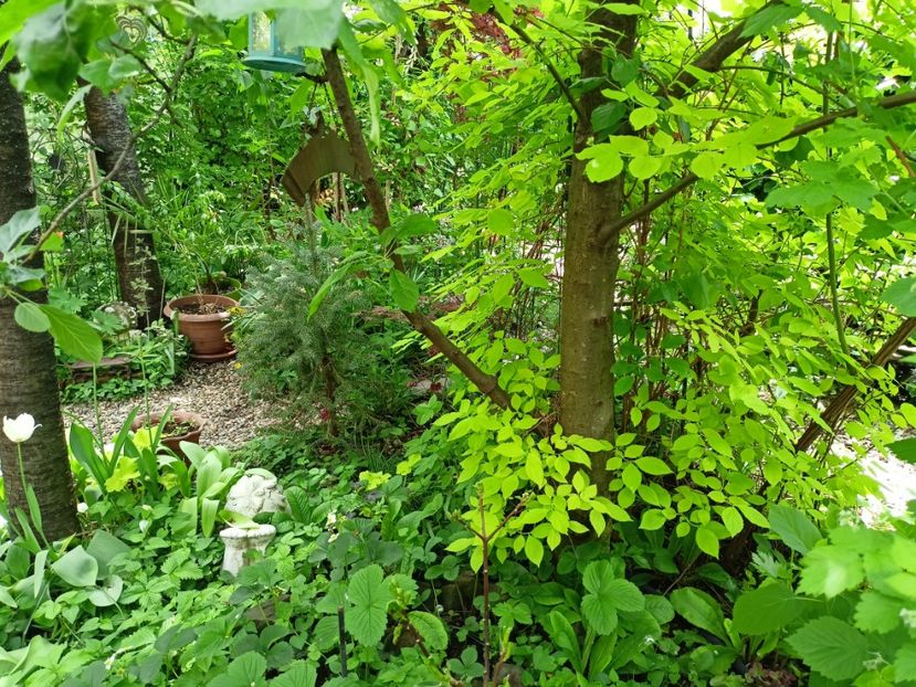  - Grădina 2024 continuare 1