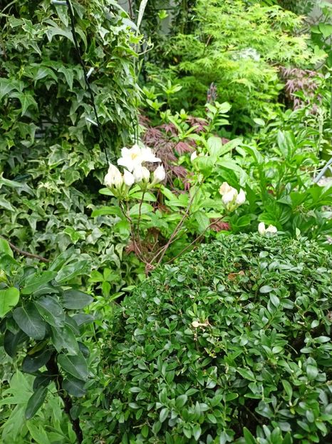 Azalea mollis Toucan - Grădina 2024 continuare 1