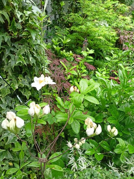  - Grădina 2024 continuare 1