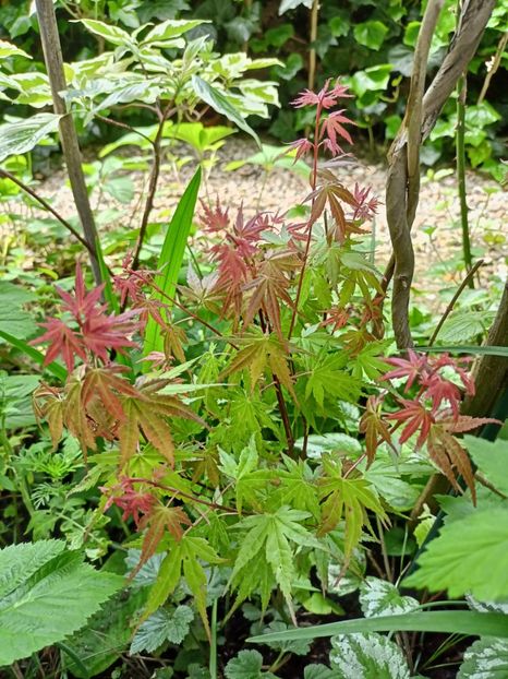 Phoenix - Grădina 2024 continuare 1