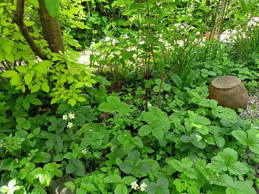  - Grădina 2024 continuare 1