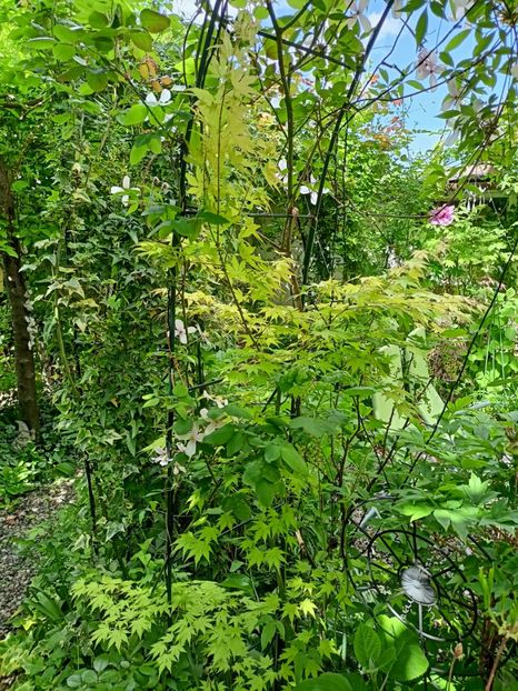  - Grădina 2024 continuare 1