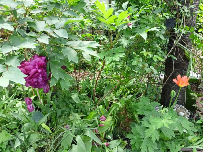  - Grădina 2024 continuare 1