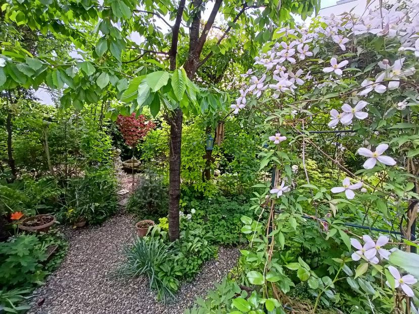  - Grădina 2024 continuare 1