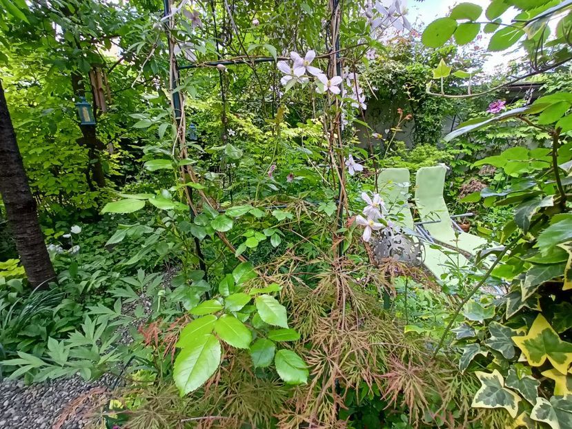  - Grădina 2024 continuare 1