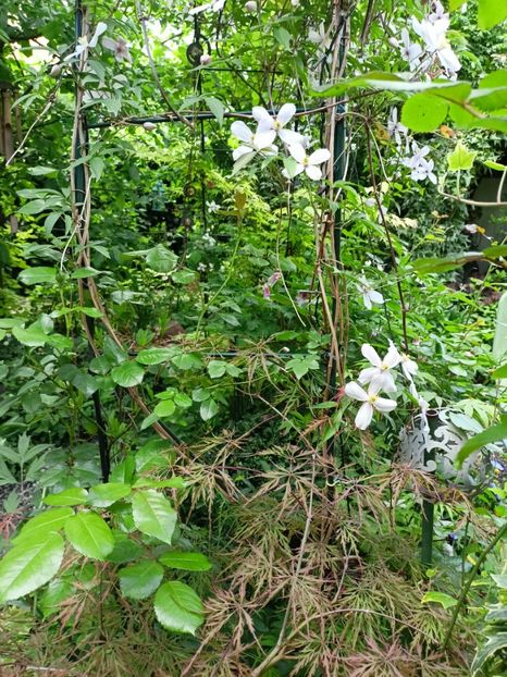 Hana Matoi - Grădina 2024 continuare 1