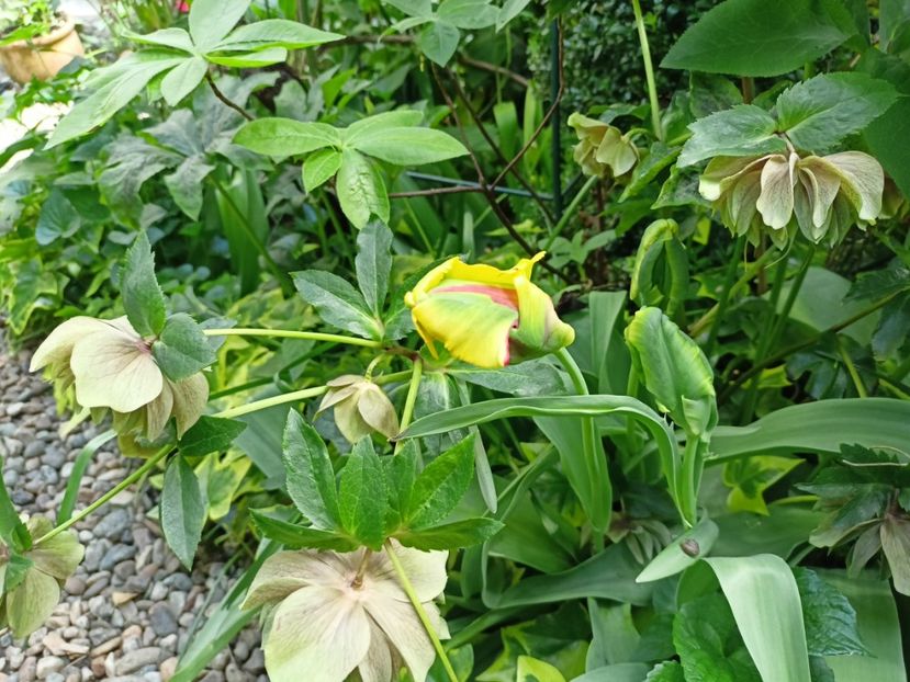  - Grădina 2024 continuare 1