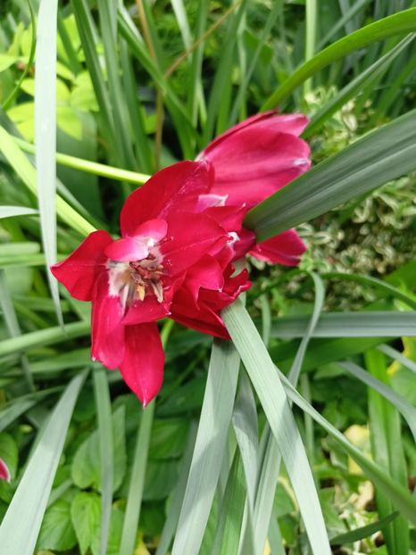  - Grădina 2024 continuare 1