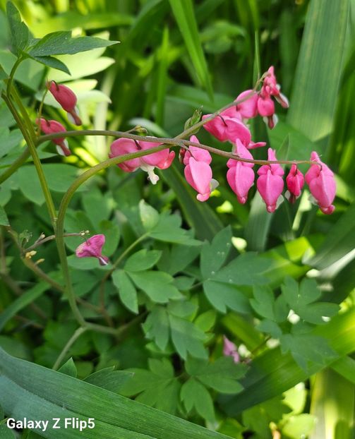 Dicentra - Anemone