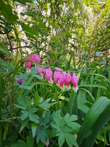  - Dicentra 2018