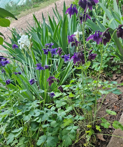  - Caldaruse 2020-2023