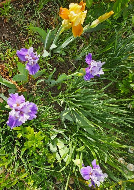  - Irisi 2017 2023 2024