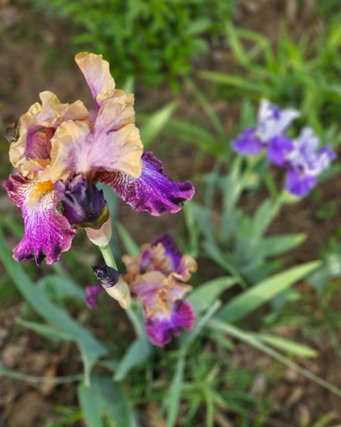  - Irisi 2017 2023 2024