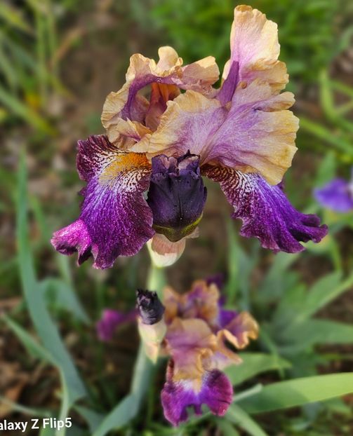  - Irisi 2017 2023 2024