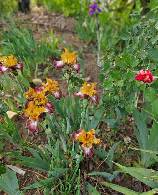  - Irisi 2017 2023 2024