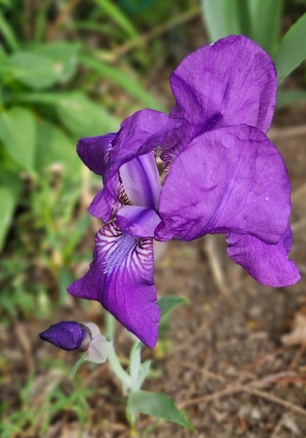  - Irisi 2017 2023 2024