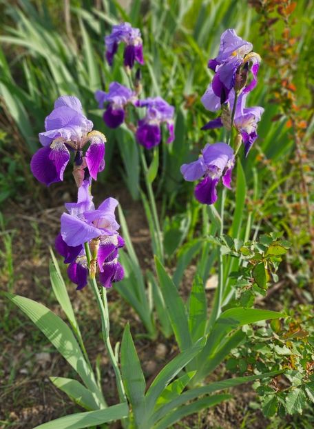  - Irisi 2017 2023 2024