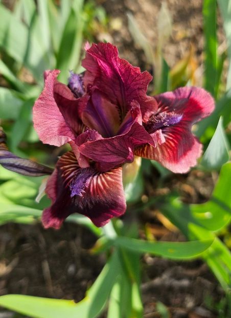  - Irisi 2017 2023 2024