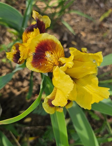  - Irisi 2017 2023 2024