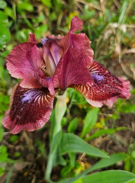  - Irisi 2017 2023 2024