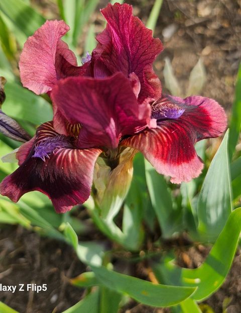  - Irisi 2017 2023 2024