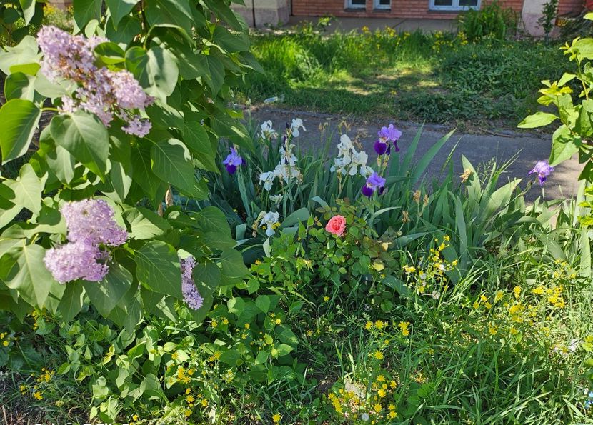  - Irisi 2017 2023 2024