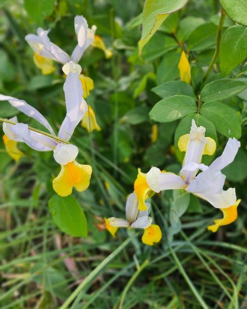  - Irisi 2017 2023 2024