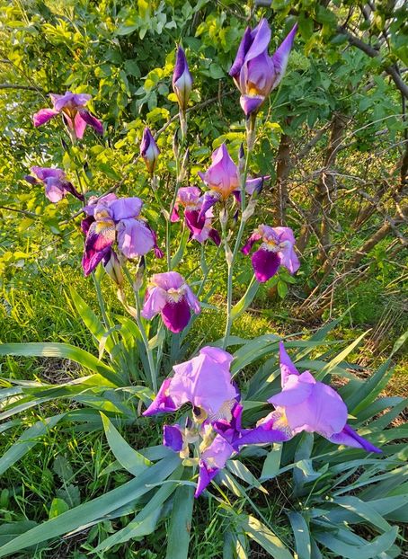  - Irisi 2017 2023 2024