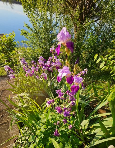  - Irisi 2017 2023 2024