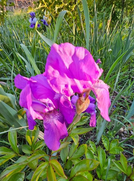  - Irisi 2017 2023 2024