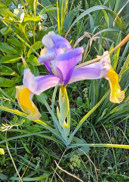  - Irisi 2017 2023 2024