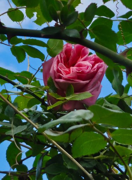 Primul 7.04.24 - Trandafiri 2023 3 2024