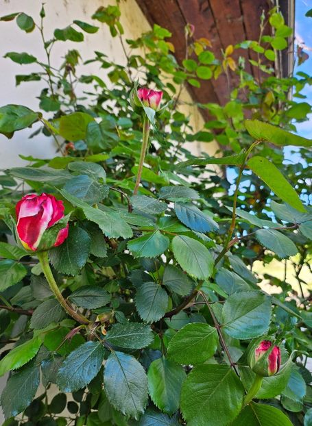  - Trandafiri 2023 3 2024