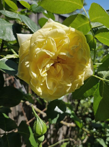  - Trandafiri 2023 3 2024