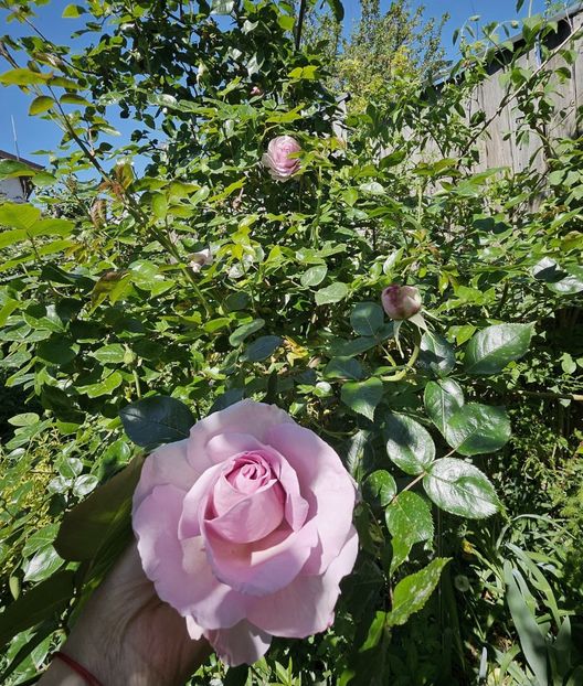  - Trandafiri 2023 3 2024