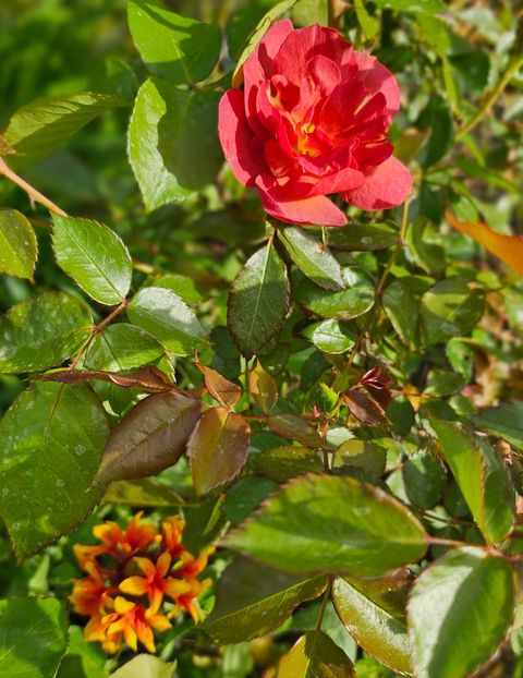 2 Cinco de Mayo - Trandafiri 2023 3 2024