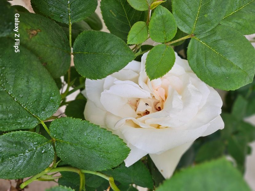  - Trandafiri 2023 3 2024