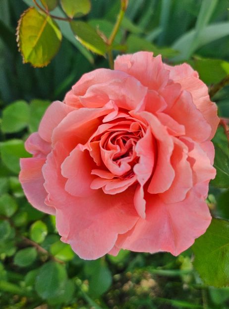  - Trandafiri 2023 3 2024