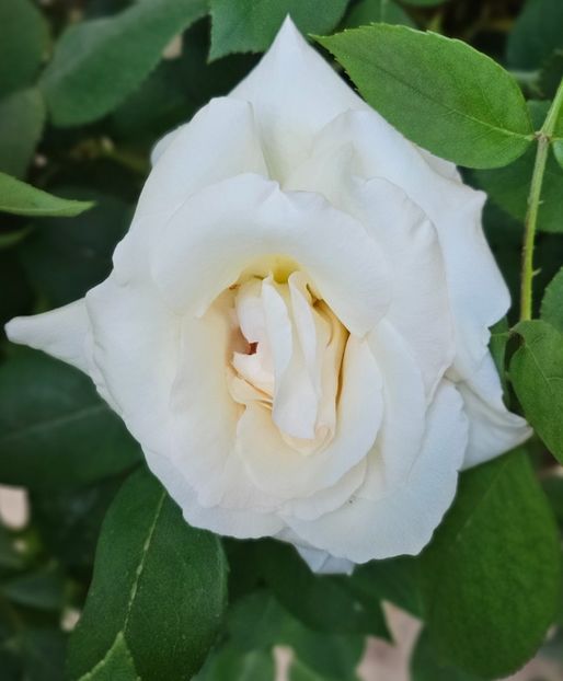 4 - Trandafiri 2023 3 2024