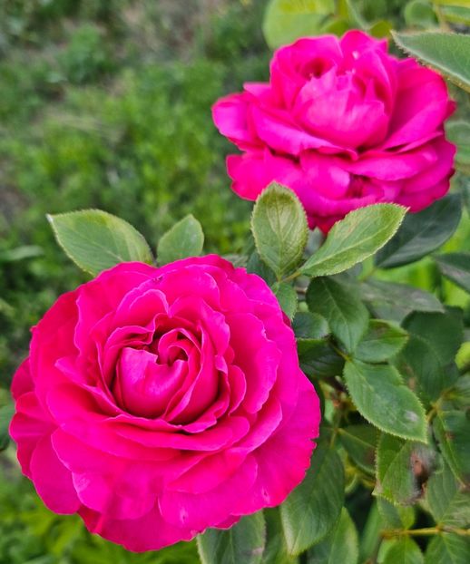 5 - Trandafiri 2023 3 2024