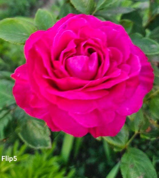 5 - Trandafiri 2023 3 2024