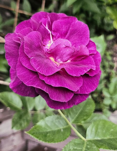 6 - Trandafiri 2023 3 2024