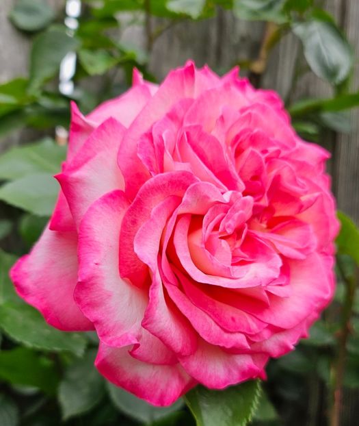 7 - Trandafiri 2023 3 2024