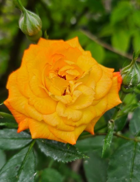 12 - Trandafiri 2023 3 2024