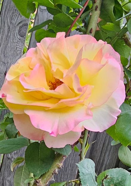 13 - Trandafiri 2023 3 2024