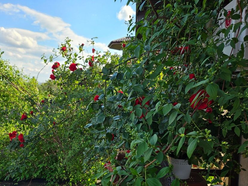  - Trandafiri 2023 3 2024