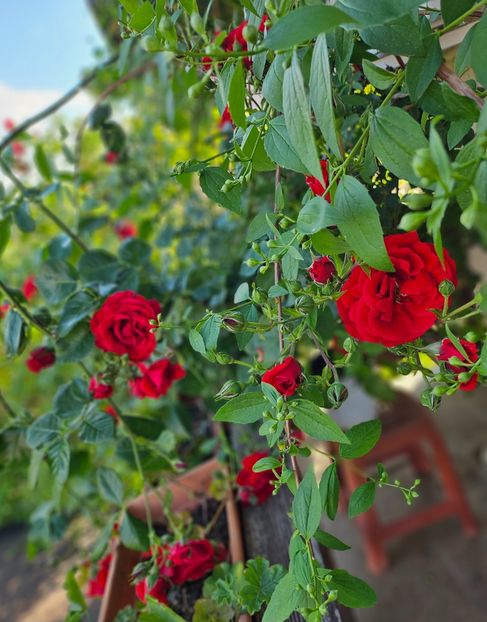  - Trandafiri 2023 3 2024