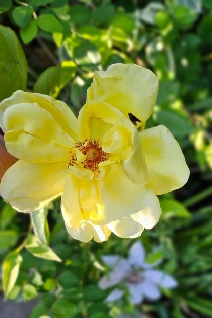 15 - Trandafiri 2023 3 2024