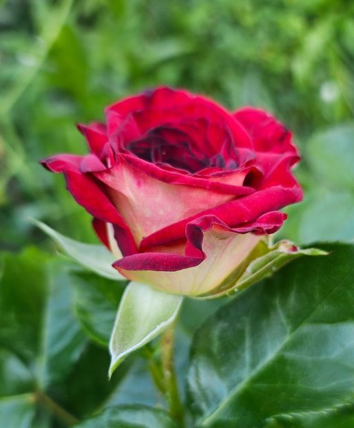 16 - Trandafiri 2023 3 2024