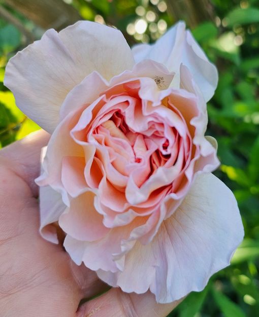 17 - Trandafiri 2023 3 2024